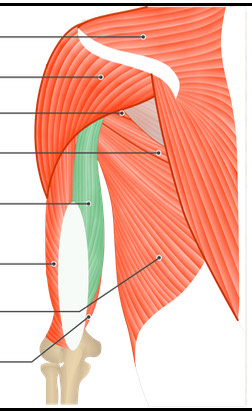 <p>Arm Muscle</p>