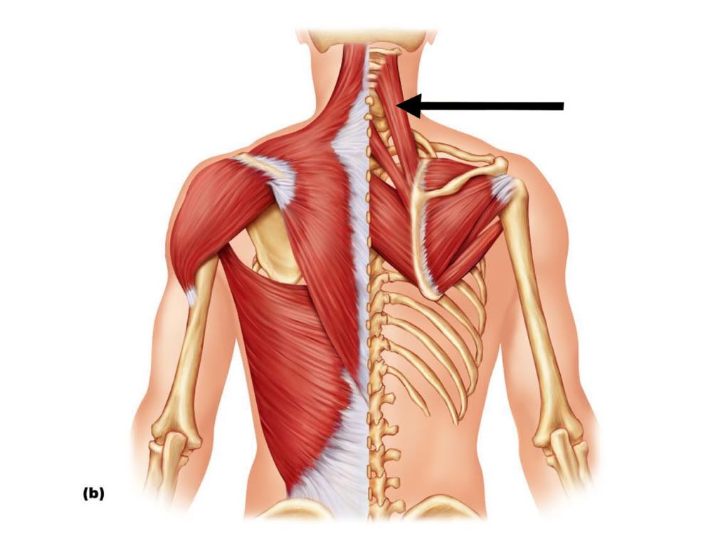<p>Levator Scapulae (Superficial Extrinsic Back Muscle)</p><p>Origin?</p><p>Insertion?</p><p>Action?</p><p>Innervation?</p>