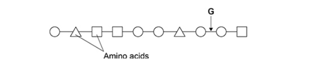 <p>The diagram shows the primary structure of part of a polypeptide. Each shape represents an amino acid. Identical amino acids have the same shape.</p><p>Name the type of peptidase which will hydrolyse the bond labelled G in the diagram above. (1) </p>