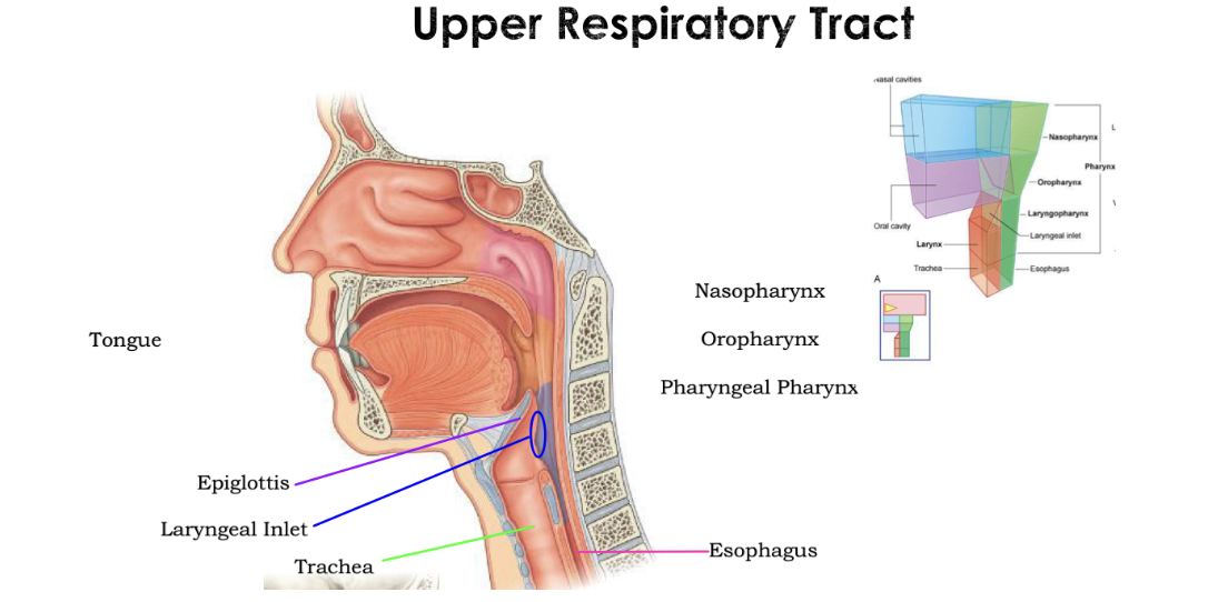 <ul><li><p>Around the soft palate the oral cavity to the nasal cavity</p></li><li><p>^^<strong>Large area=</strong>^^Tongue</p></li><li><p>Superior to the tongue=Hard and soft palate</p></li><li><p><mark data-color="blue"><strong>Door</strong></mark>=Epiglottis (automatically closes when swallowing food byt stays open when breathing)</p></li><li><p><mark data-color="blue"><strong>Laryngeal inlet</strong></mark>=Producing area of epiglottis (blue area)</p></li><li><p><mark data-color="blue"><strong>Anterior to the esophagus</strong></mark>=Trachea</p></li></ul>