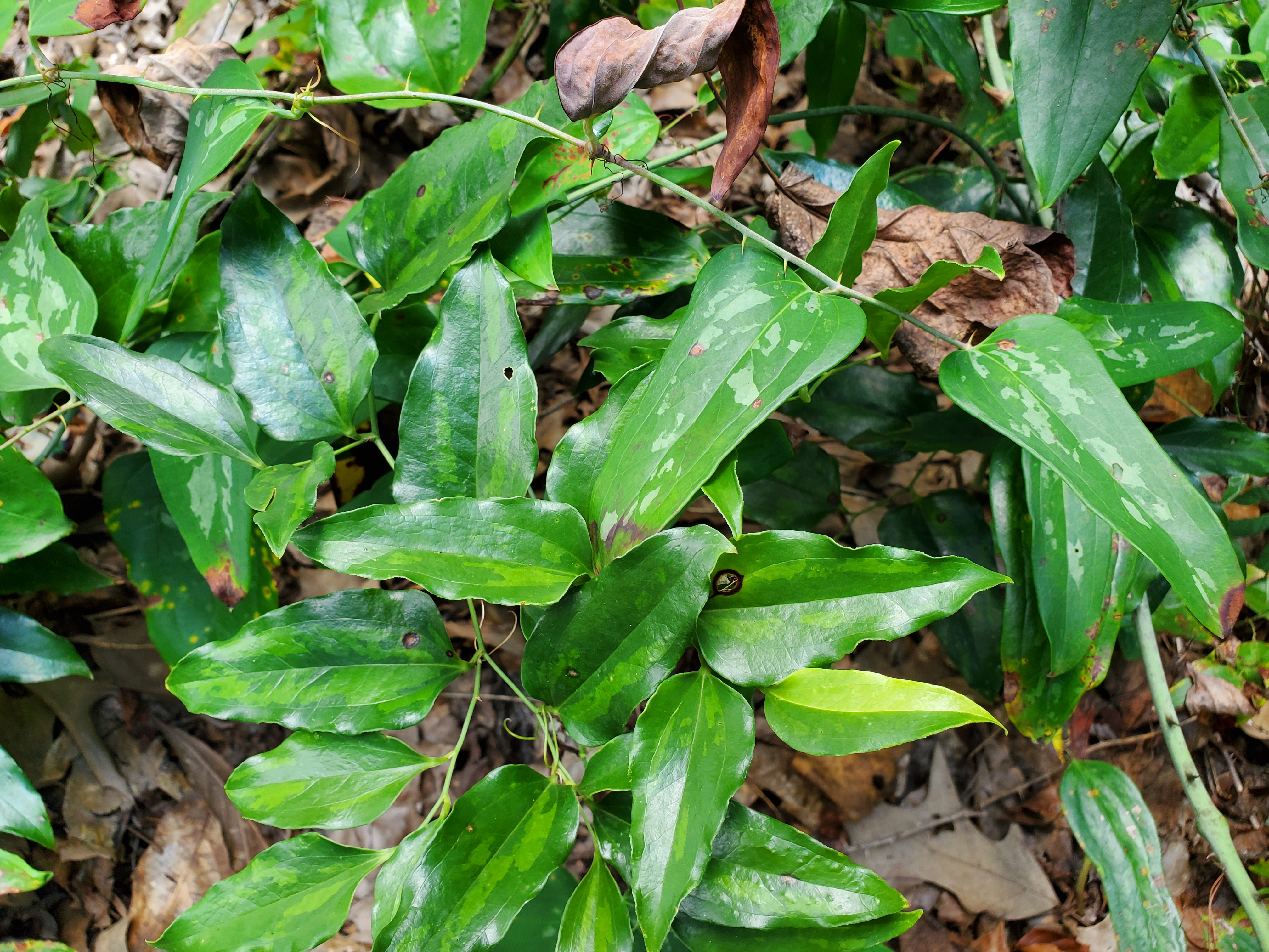 <p>What is the species?</p>