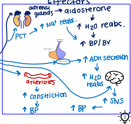 <ul><li><p>kidneys</p><ul><li><p>PCT in kidneys→ inc Na+ reabs.+ inc. BP/BV</p></li><li><p>adrenal glands → aldosterone → inc H20 reabs. and inc. BP/BV</p></li></ul></li><li><p>posterior pituitary → ADH secretion → inc. H2O reabs.</p></li><li><p>arterioles → inc constriction → inc BP</p></li><li><p>brain → inc SNS → inc. BP</p></li></ul><p></p>