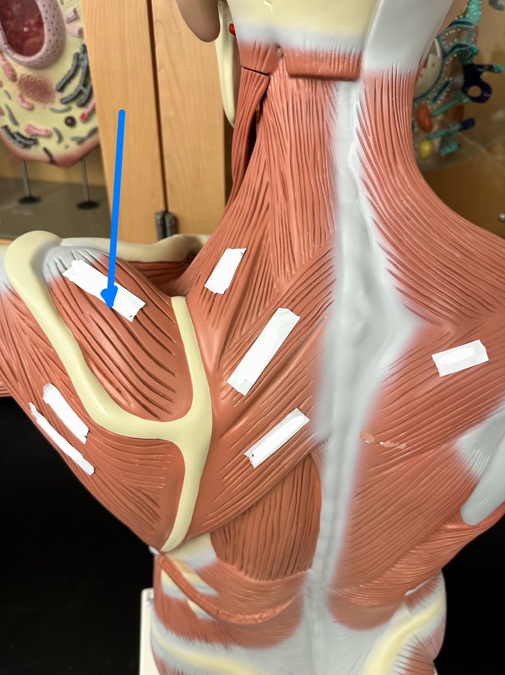 <p>ID muscle</p>