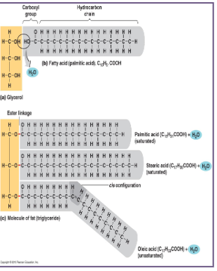 <ul><li><p>made from a glycerol backbone +1 or more fatty acids(non-polar; hydrophobic)(function: holds heat in body):</p><ul><li><p>monoacylglycerides: glycerol + <strong>1 fatty acid</strong></p></li><li><p>diacylglycerides: glycerol + <strong>2 fatty acids</strong></p></li><li><p>triacylglycerides: glycerol + <strong>3 fatty acids</strong></p></li></ul></li></ul>