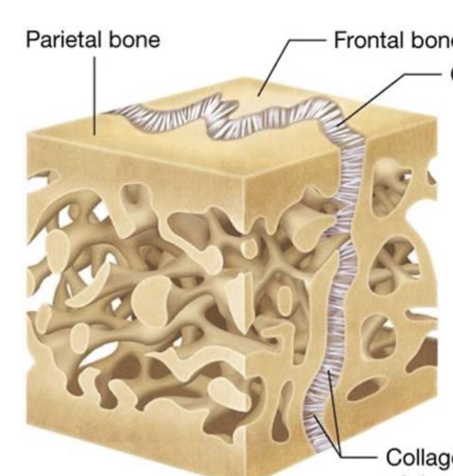 <ul><li><p>fused bones together</p></li><li><p>dense regular ct</p></li><li><p>protection</p></li></ul><p></p>