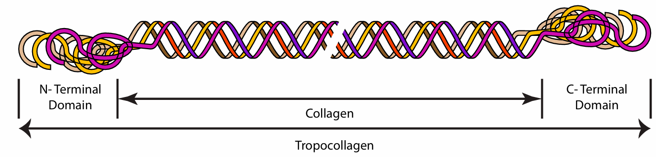 <p>Tropocollagen</p>