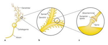 <p>Fremspring (spinae)</p>
