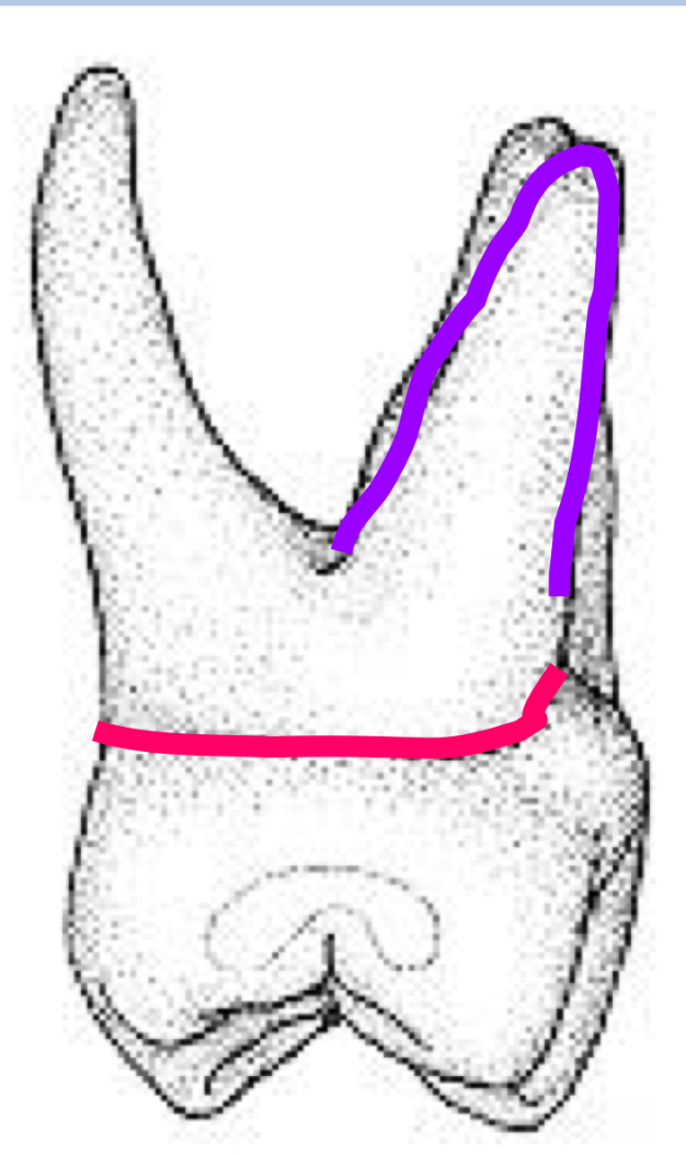 <p>Name the tooth and hi-lighted portions</p>