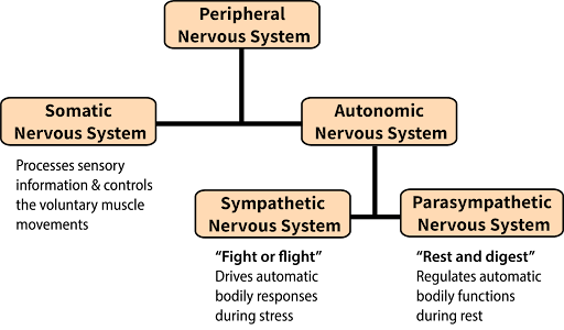 <p>peripheral nervous system (PNS)</p>