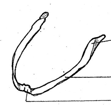 <p>one of the component parts of the visceral apparatus; composed of right and left halves; each half is divided into three parts</p>