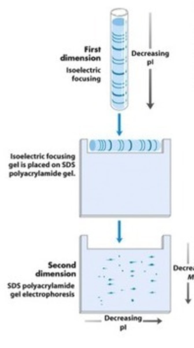 <p>Separates proteins in two steps, first by isoelectric points and then by molecular weights.</p>