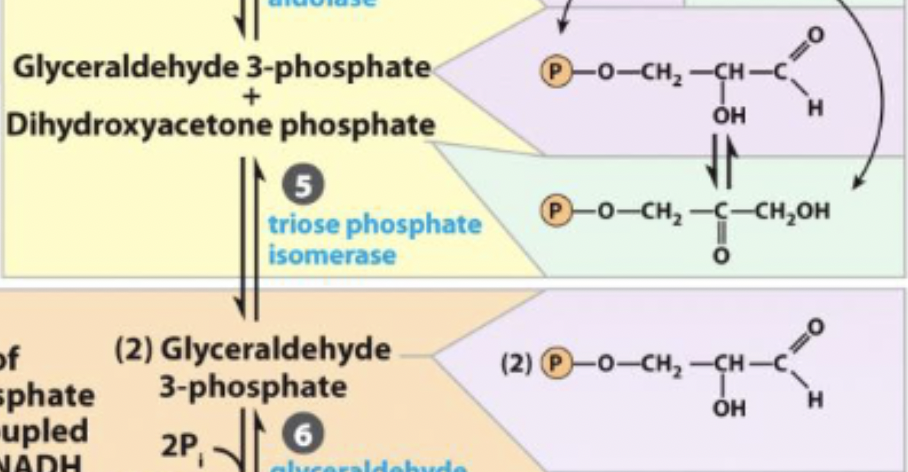 <p>Dihydroxyacetone phosphate → Glyceraldehyde 3-phosphate</p>