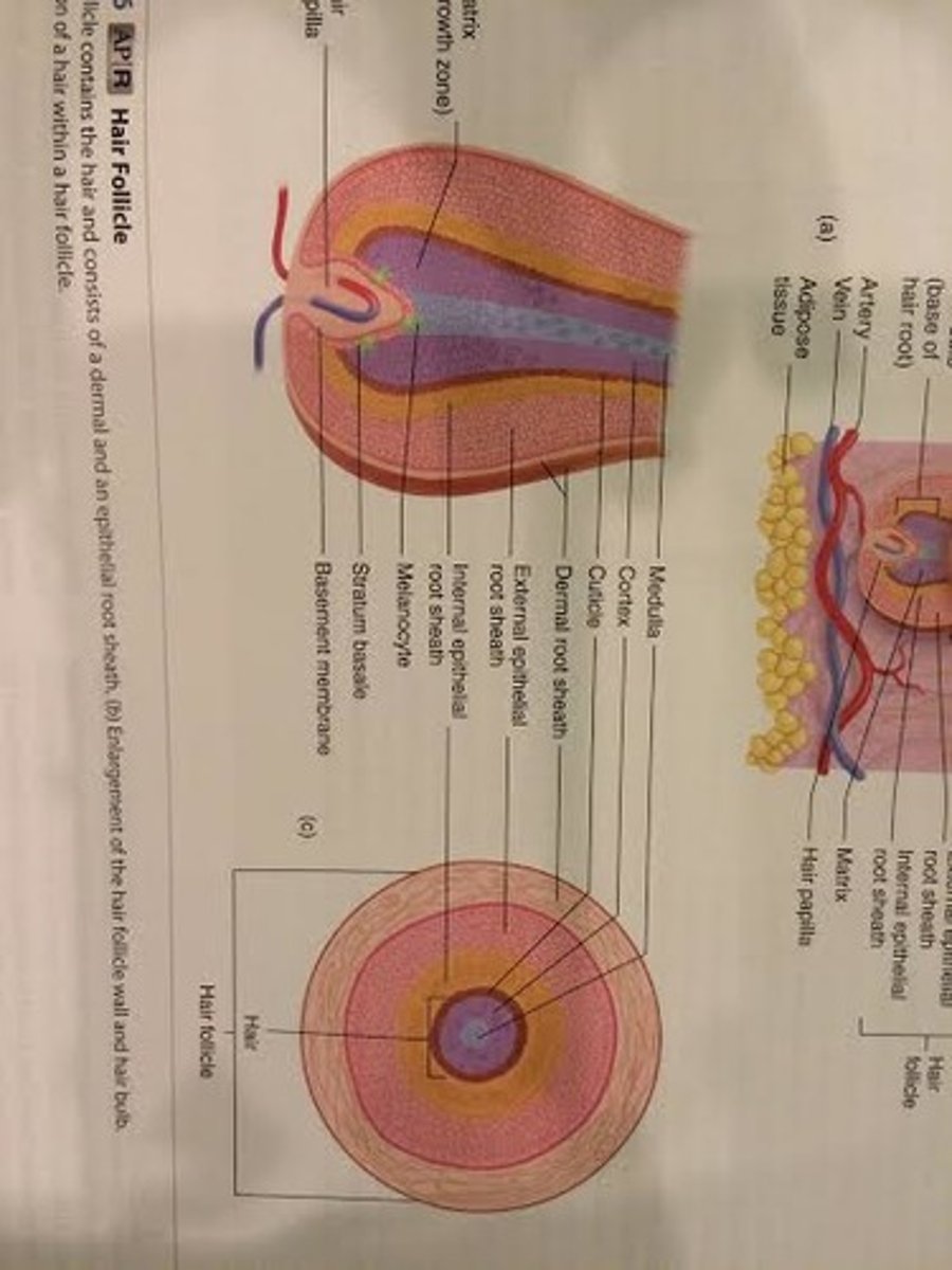 <p>composed of columns of dead, keratinized epithelial cells</p><p>1. medulla-central axis of the hair that consists of two to three layers of cells containing soft keratin</p><p>-most interior part of the hair shaft</p><p>-medulla=middle</p><p>2. cortex- the bulk of the hair that consists of hard keratin</p><p>-middle part of the hair shaft</p><p>-where melanin is found</p><p>3. cuticle- covers the cortex- single layer of cells that contain hard keratin</p><p>-outermost part of the hair shaft</p><p>-gives protective barrier and mechanical strength</p><p>-edges of cuticle cells overlap like shingles on a roof</p>