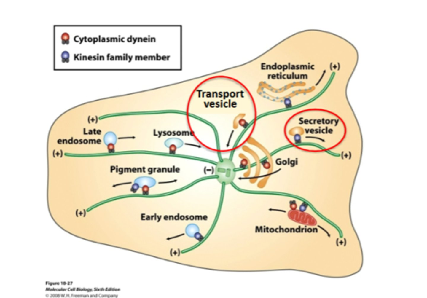 <p>many vesicles are moved along microtubules by molecular motors</p>