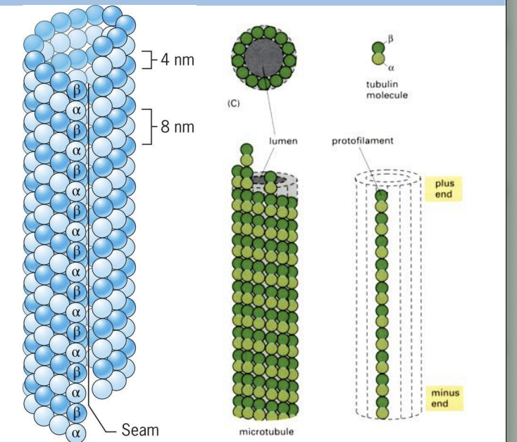 <p>Each microtubule is made up of 13 protofilaments together. </p><p></p><p>Aligned side-by-side with a slight stagger, subunits of same type interact by non-covalent interactions. </p><p></p><p>Microtubules have polarity as protofilaments are aligned with same polarity.</p>