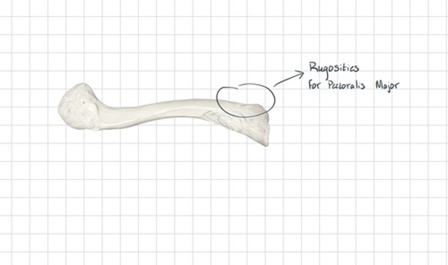 <p>the attachment site for the Pectoralis Major muscle</p>