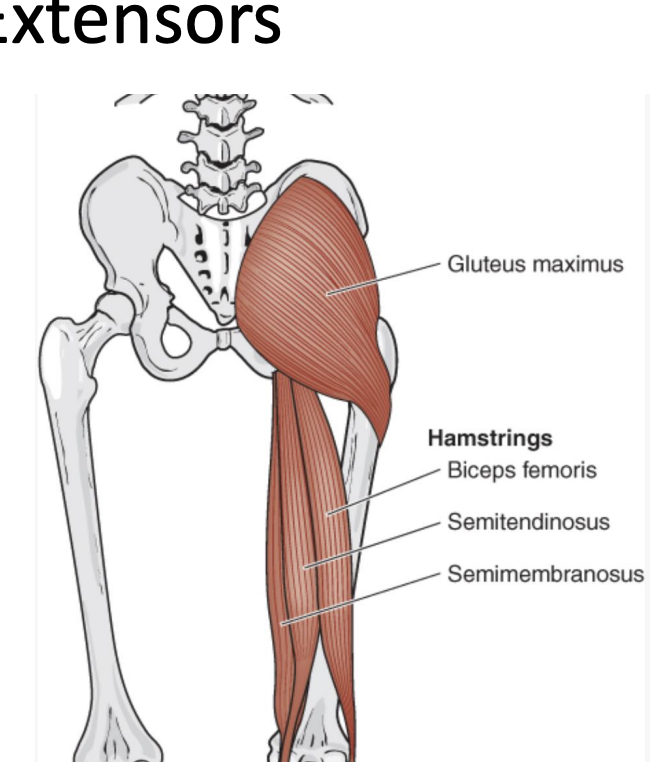 <p>gluteus maximus, hamstrings, adductor magnus </p>