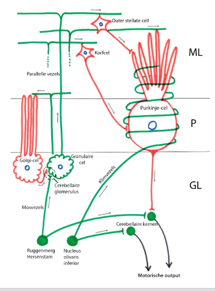 <ul><li><p>cel-arm (zoals moleculaire laag van cerebrale cortex)</p></li><li><p>2 types cellen:</p><ul><li><p>korfcellen (basket cells)</p></li><li><p>stellaire cellen (outer stellate cells)</p><ul><li><p>meest oppervlakkig</p></li></ul></li></ul><p>→ beiden: inhiberende interneuronen die synaps vormen met Purkinje-cellen</p><ul><li><p>krijgen input van granulaire cellen via parallelle vezels</p></li></ul></li><li><p>talrijke neurieten van cellen in dieper gelegen lagen</p><ul><li><p>(dendrieten van Purkinje-cellen, parallelle vezels van granulaire cellen &amp; dendrieten van Golgi-cellen)</p></li></ul></li></ul><p></p>