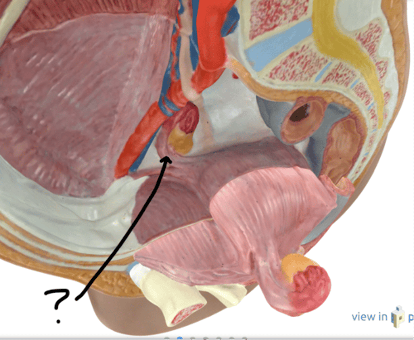 <p>Name this tube.</p>