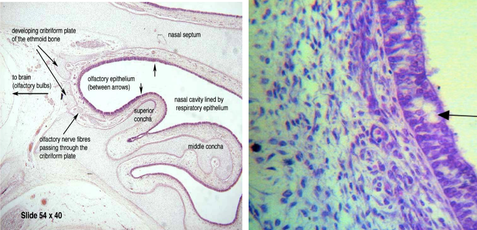 <p>Identify the structure and lining epithelium</p>