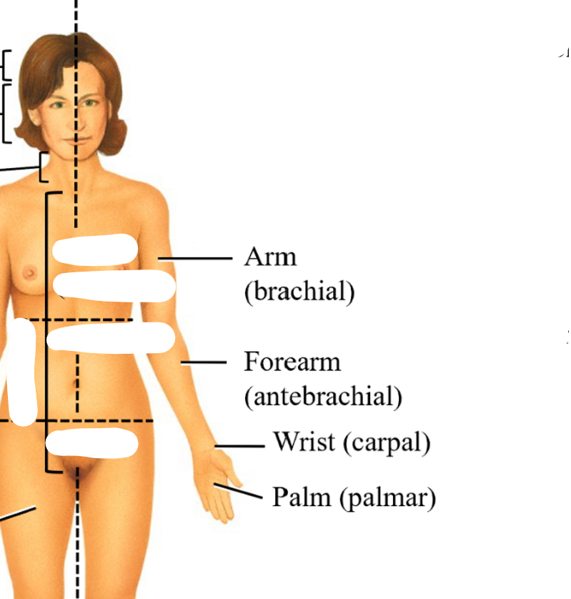 <ol><li><p>arm (branchial)</p></li><li><p>forearm (antebrachial) </p></li><li><p>wrist (carpal)</p></li><li><p>palm (palmar)</p></li></ol><p></p>