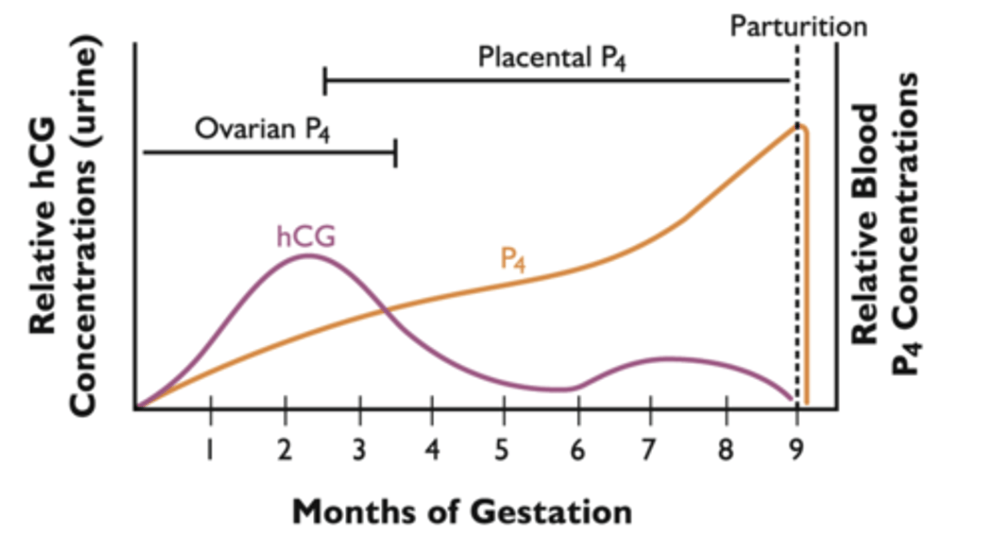 <p>Human Chorionic Gonadotropin (hCG)</p><p>- produced by trophoblast cells of chorion</p><p>- function: provides luteotropic stimulus for the CL</p>