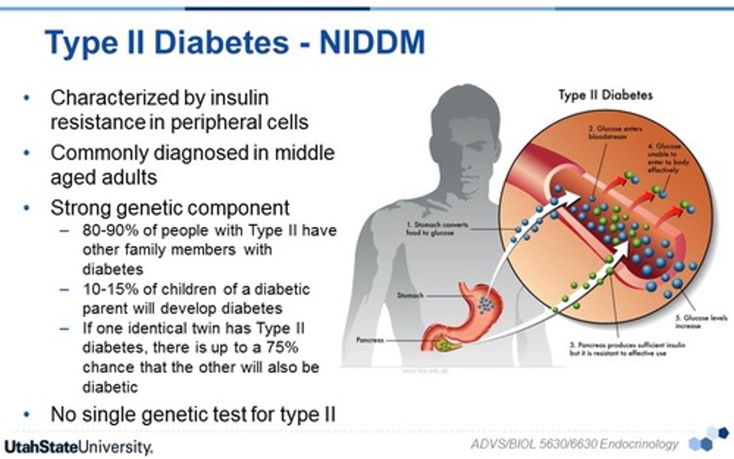 <p>Typically occurs over age of 45. Resistance to insulin action at receptor site, inadequate insulin secretion, and hyperglycemia when body cannot properly respond to insulin. Exacerbated by obesity.</p><p>Sxs: Polyphagia, polydipsia, polyuria, dehydration, fatigue, no ketoacidosis.</p><p>Tx: Blood glucose control through diet, exercise, and medications.</p>