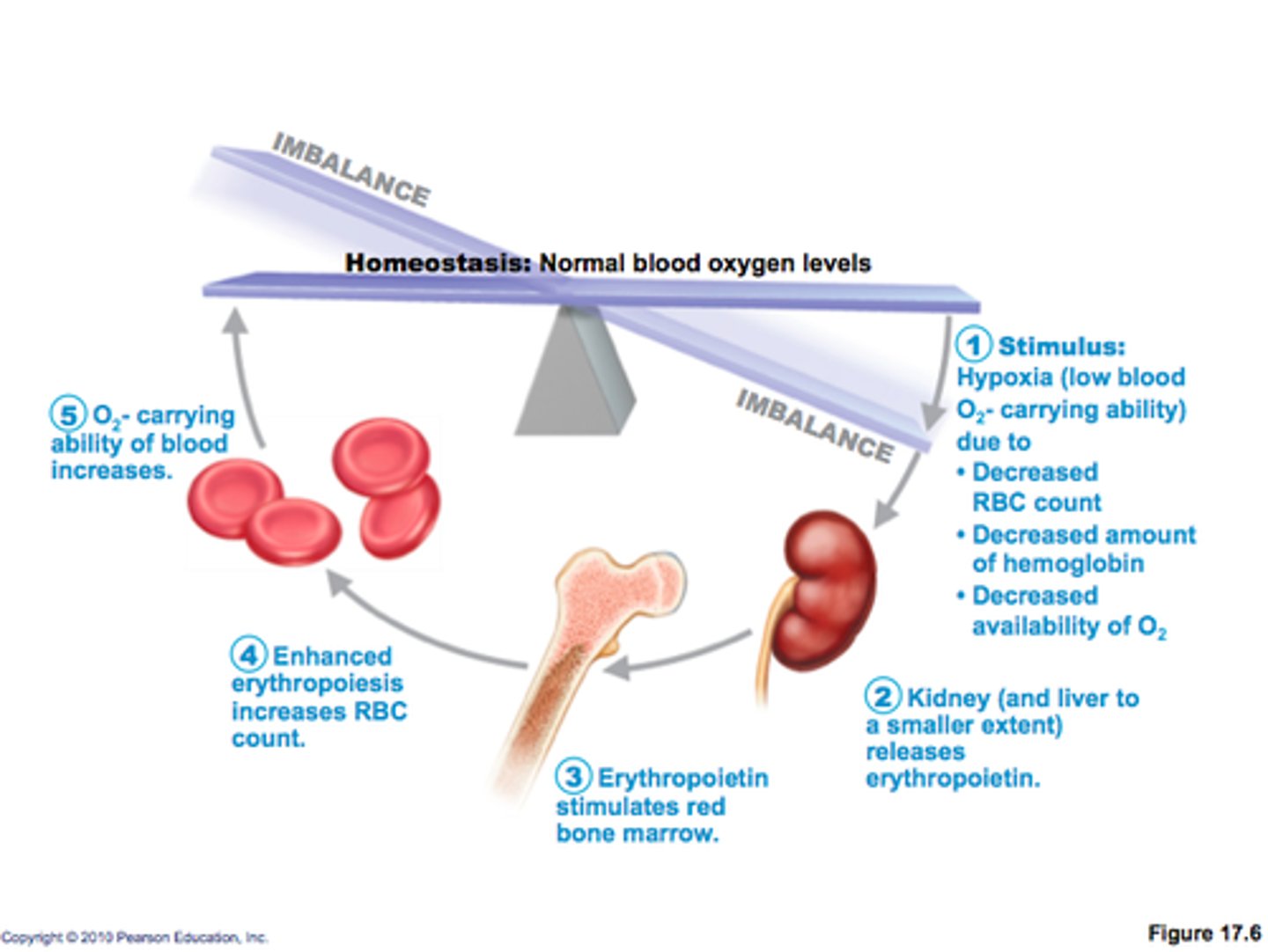 <p>Erythropoietin (EPO): hormone that stimulates formation of RBCs</p><p>- Always small amount of EPO in blood to maintain basal rate</p><p>- Released by kidneys (some from liver) in response to hypoxia</p>