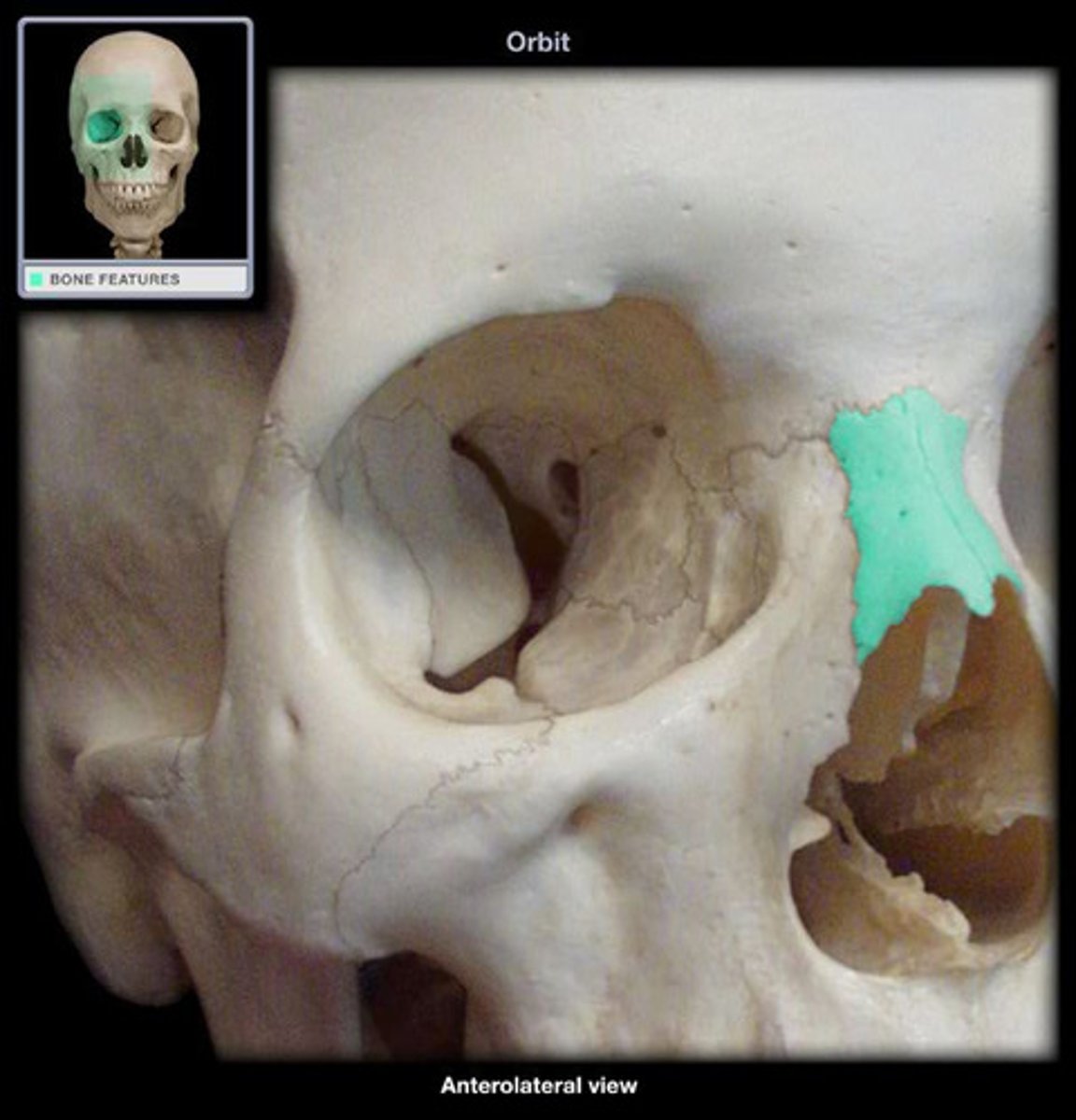 <p>nose</p>