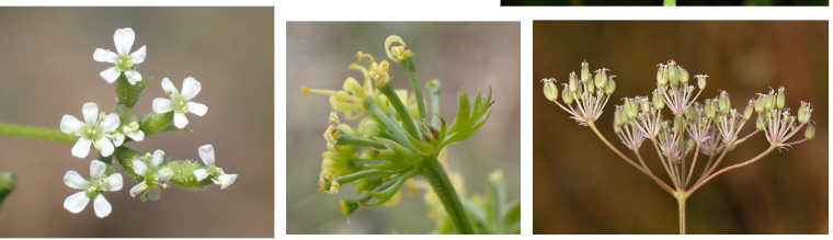 <p>Apiaceae</p>