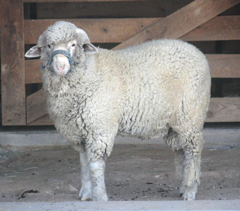 <p>What Category does this sheep belong to?</p><ul><li><p>It is a Debouillet</p></li></ul><p></p>