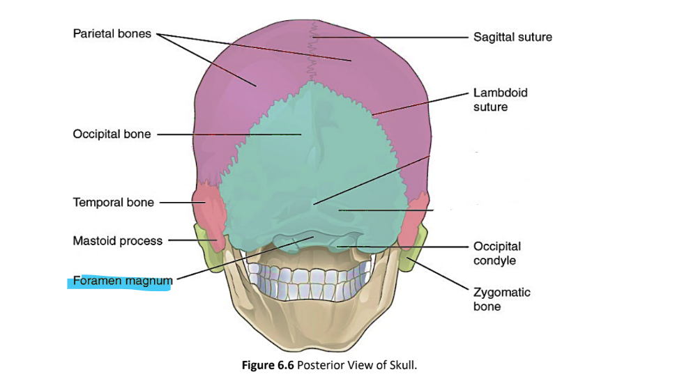 <p>foramen magnum</p>