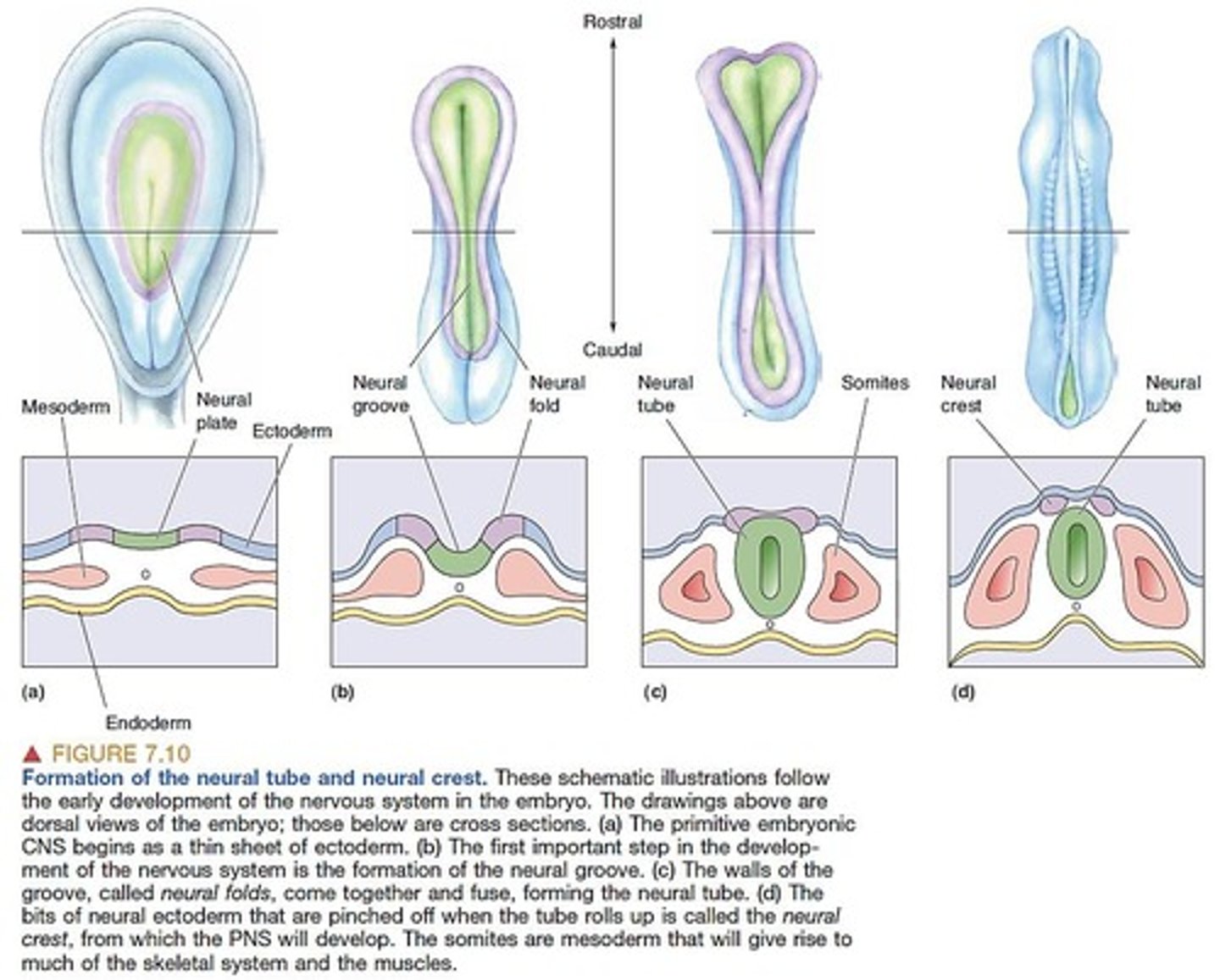 <p>They are formed during neural tube closure and give rise to various cell types in the nervous system.</p>