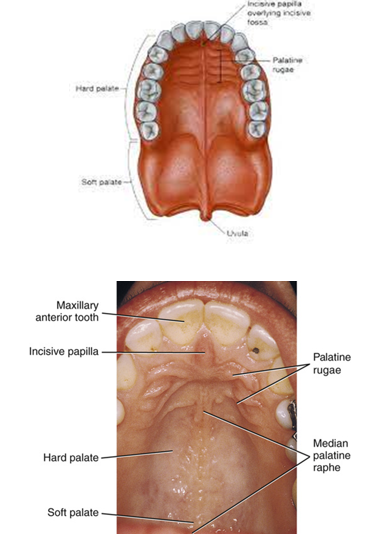 <ul><li><p>yellower and looser posterior part of the palate</p></li><li><p>only compromises 15% of palate</p><ul><li><p>uvula</p></li><li><p>median palatine raphe</p></li></ul></li></ul><p></p>