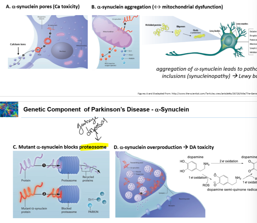 <p>•Can aggregate and form donuts then attach to neuron membrane and make a whole leading to calcium flux leading to toxicity</p><p>•can aggregate and attach to mitochondria</p><p>•block proteosomes</p><p>•overprodced leading to block release of dopamine, causing dopamine toxicity</p>