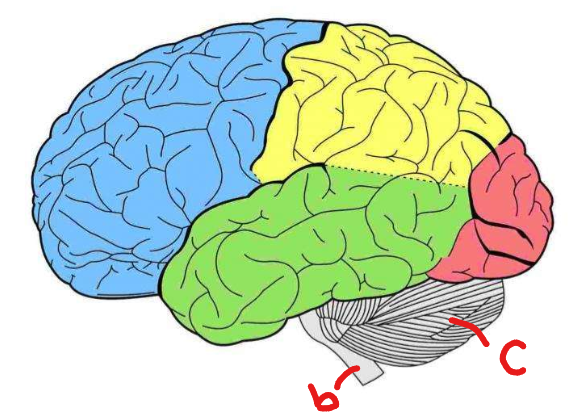<p>Cerebellum function: controls motor coordination</p><p>Brainstem function: vital bodily functions (breathing, heart rate)</p>