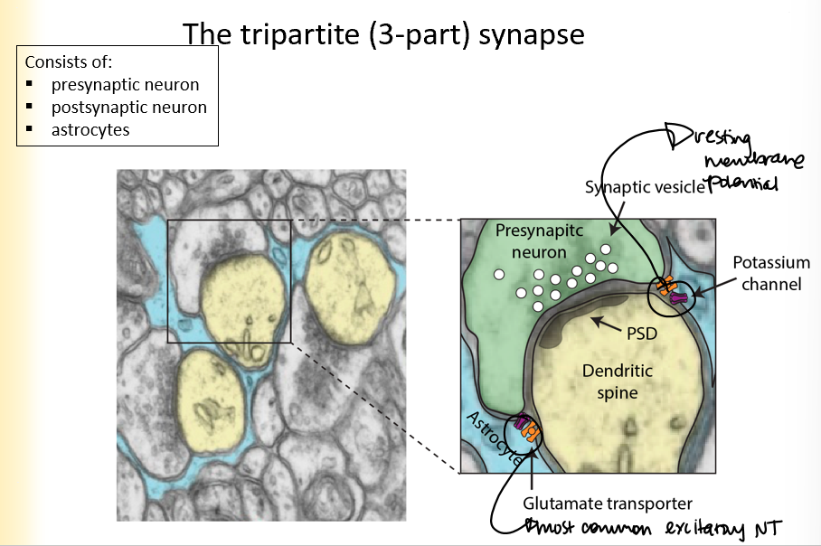 <p>consists of:</p><ul><li><p>presynaptic neuron</p></li><li><p>postsynaptic neuron</p></li><li><p>astrocytes</p></li></ul>