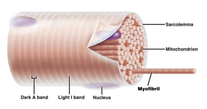 <p>Striated (striped appearance)</p><p>Long, cylindrical cells called muscle fibers</p><p>Formed by fusion of embryonic cells called <strong>myotubes</strong></p><p><strong>Multinucleate</strong>, with nuclei located peripherally under the <strong>sarcolemma</strong></p>