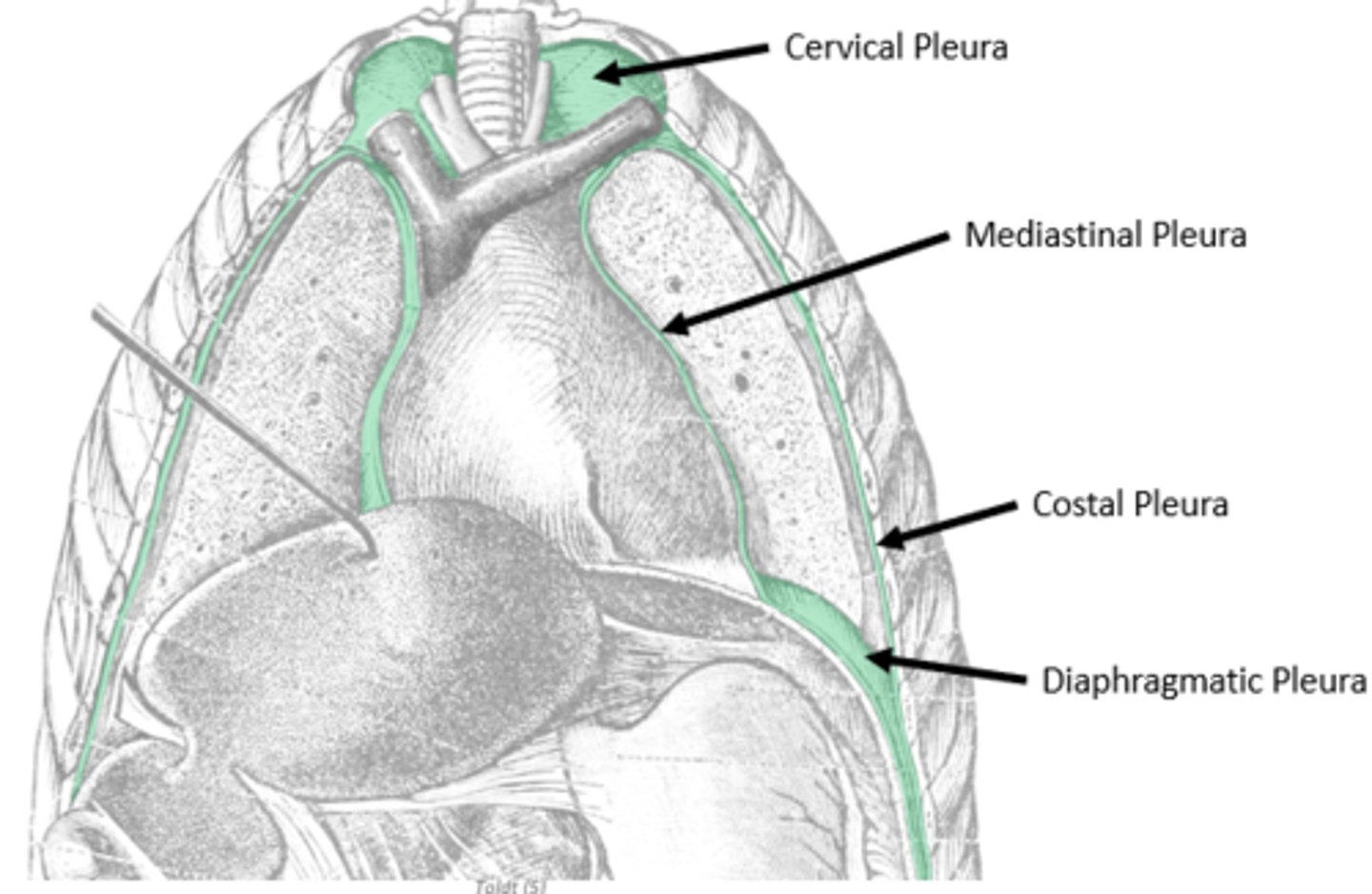 <p>internal covering of pleural cavity</p><p>anchored to wall through endothoracic fascia</p><p>("wallpaper glue")</p><p>divided into coastal, cervical, mediastinal, diaphragmatic portions</p>