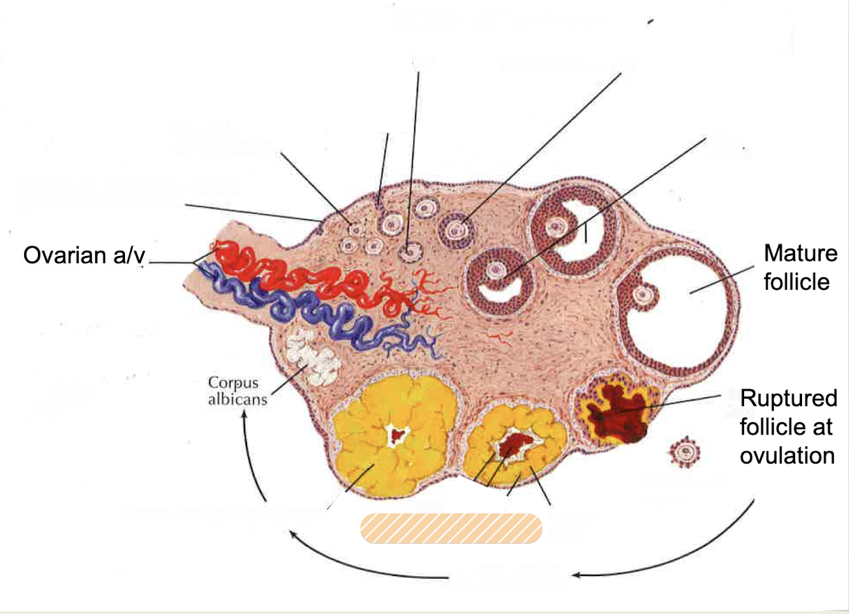 <p><span><strong>remaining</strong> <strong>portion of follicle after ovulation</strong> (when follicle ruptures and oocyte released)</span></p><p><span><strong>makes progesterone that maintains endometrium for first trimester of pregnancy until placenta takes over</strong></span></p><p><span><em>*without fertilization, lifespan is 14 days, stops producing progesterone causing endometrial shedding</em></span></p>