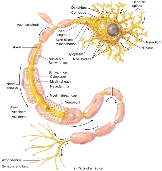 <ul><li><p>Electrically Excitable</p></li><li><p>Cellular structure</p></li><li><p>Nerve impulses is called an action potential</p></li></ul>