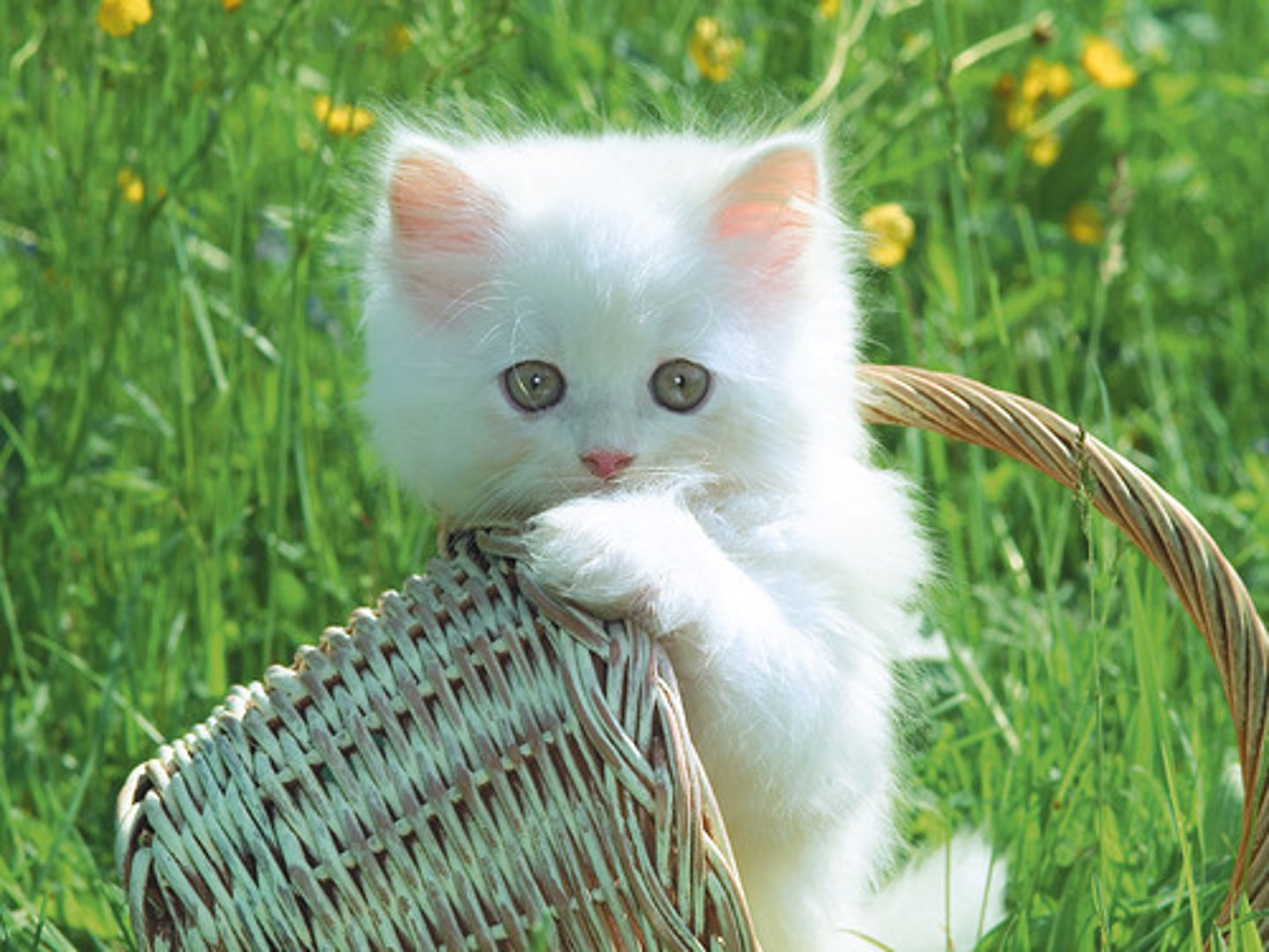 <p>life, living</p>