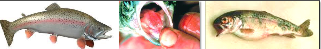 <ul><li><p>Fish (Rainbow trout and Atlantic salmon)</p></li><li><p>Subcutaneous hemorrhaging of the mouth, fins, and eyes</p></li></ul><p></p>