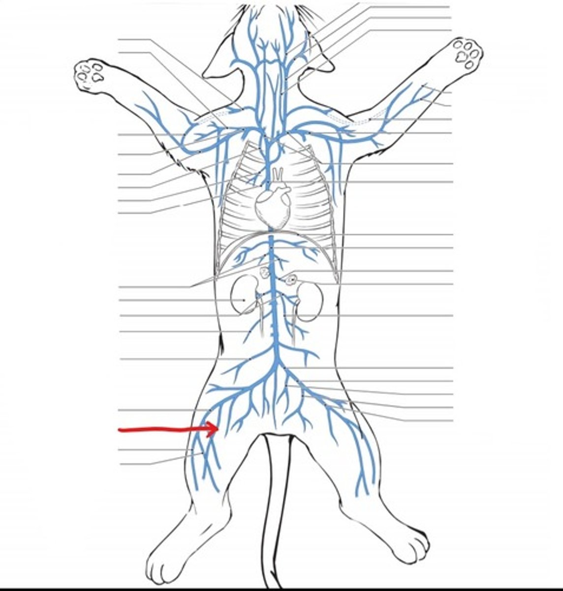 <p>identify the vein</p>