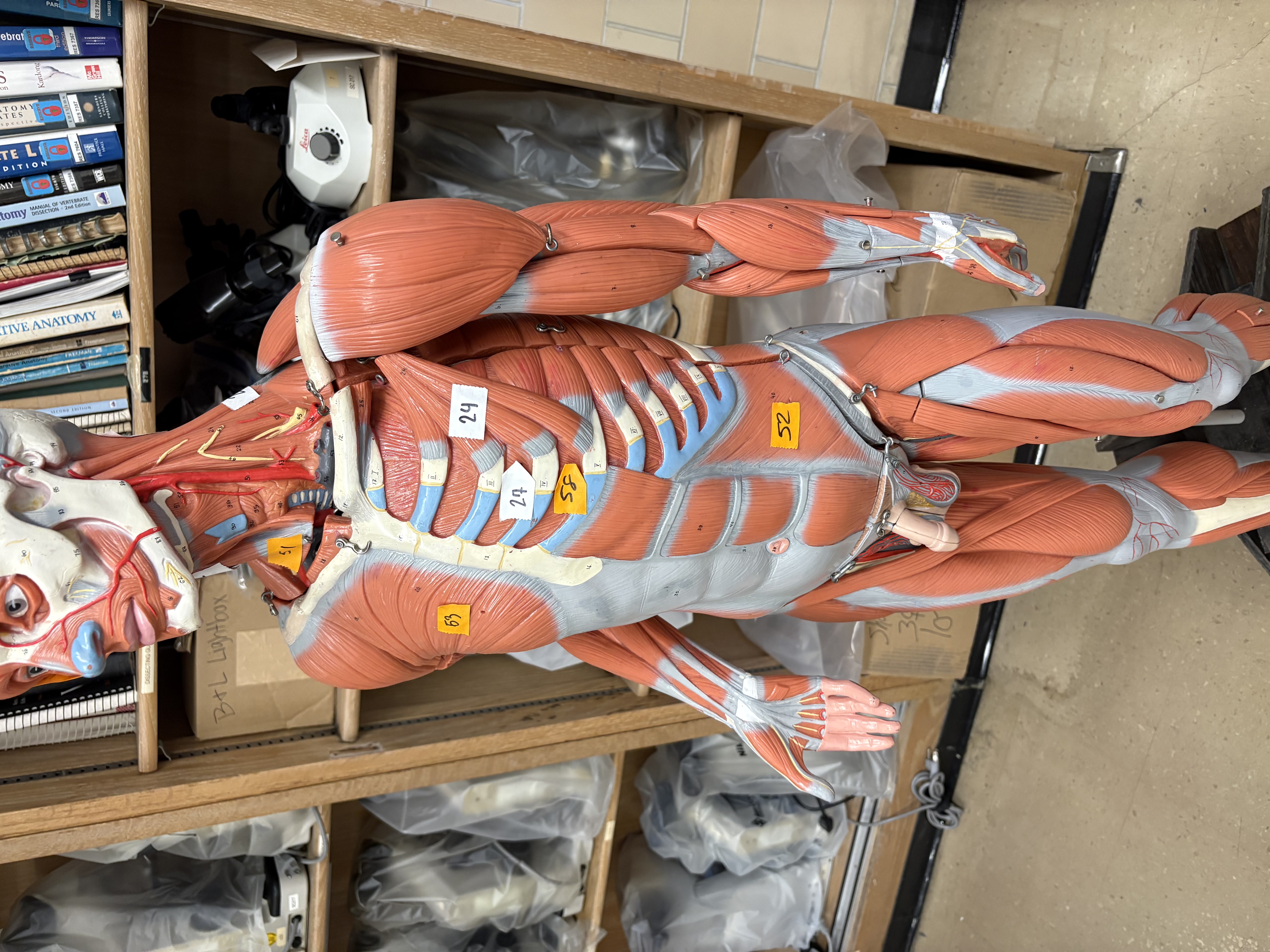 <p>EXtrnal draws ribs apart, interla draw ribs together 27</p>