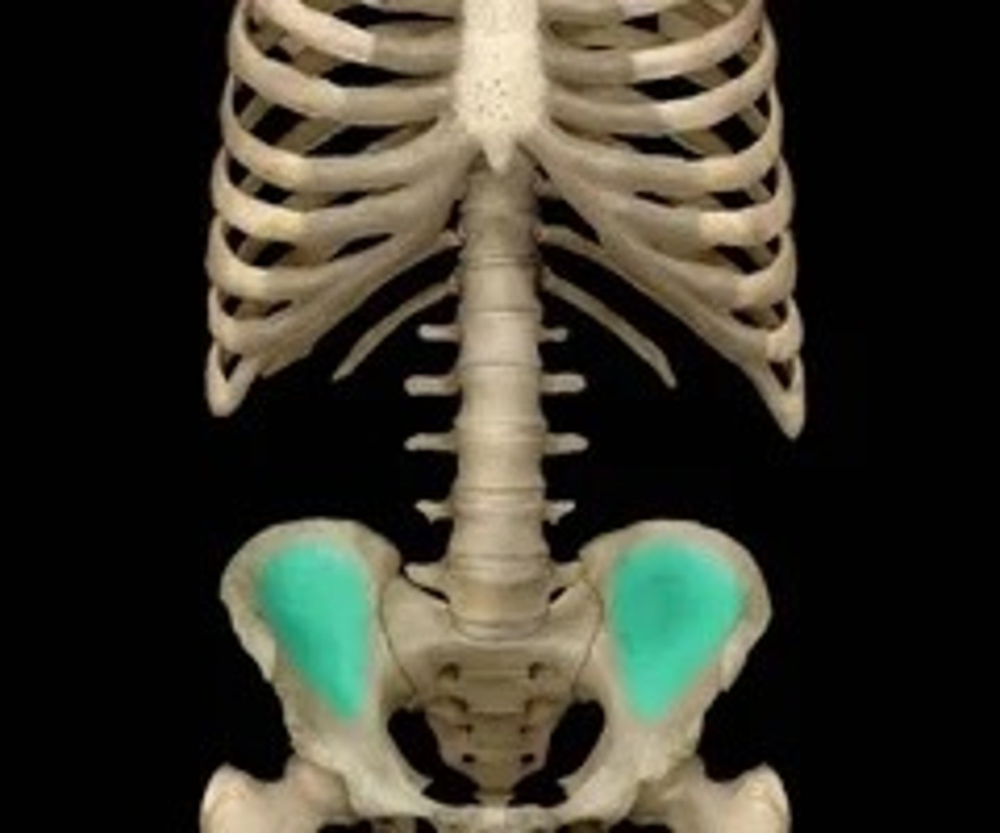 <p>What is the Ala of ilium? </p>