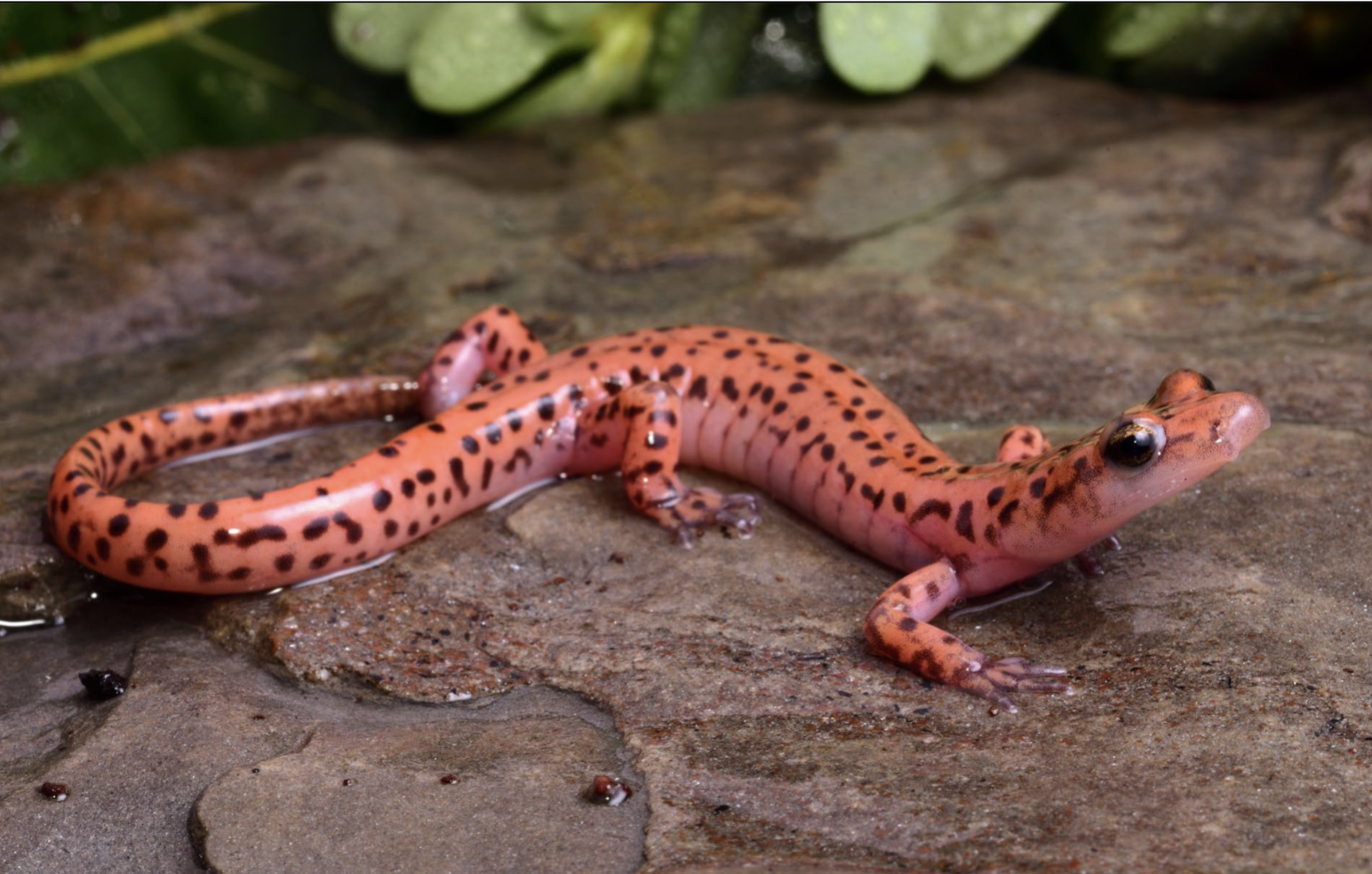 <p>Eurycea lucifuga</p>