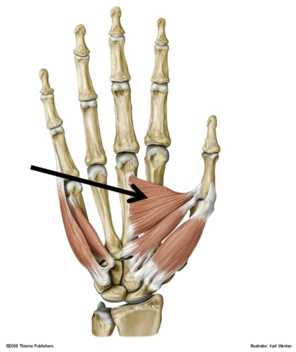 adducts thumb