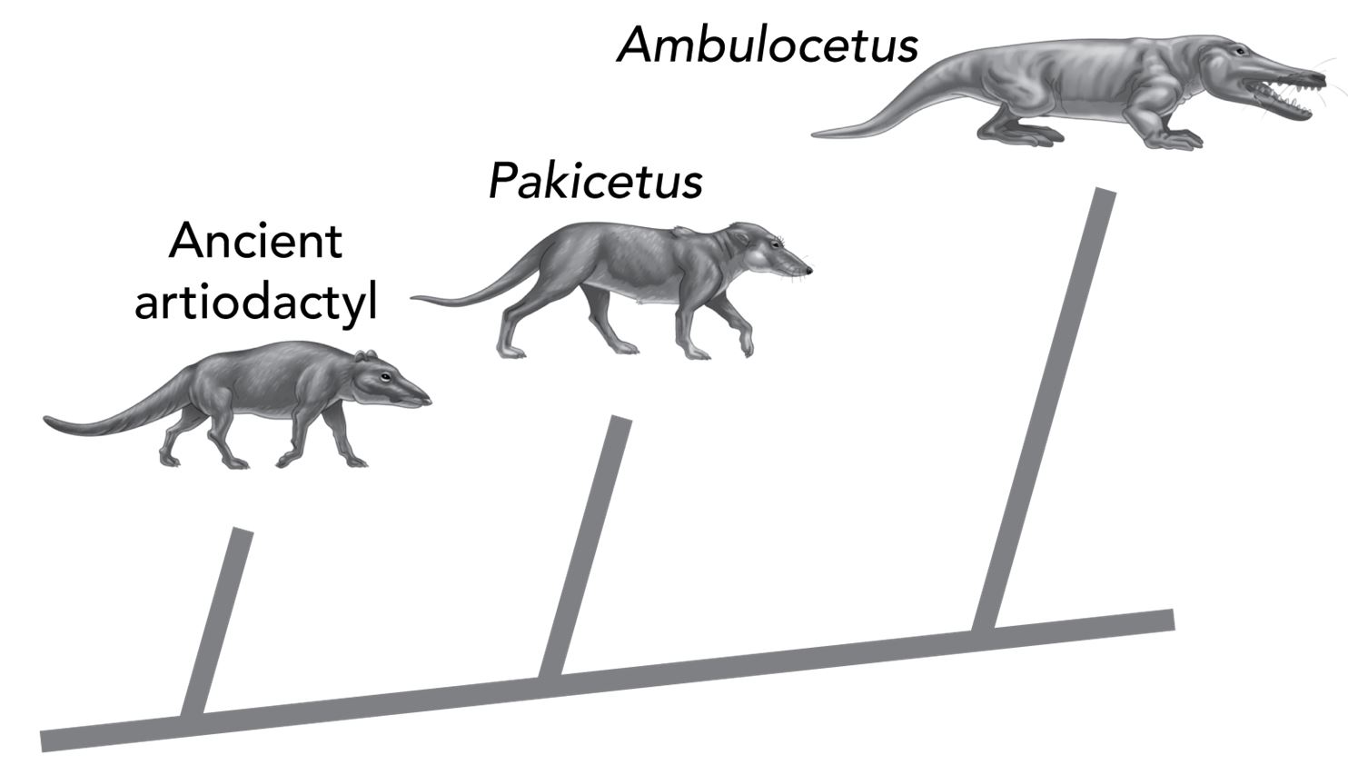 <p>The diagram describes a proposed evolutionary relationship among three ancient species, all of which were relatives of modern whales.</p><p></p><p>What evidence would MOST STRONGLY support the evolutionary relationship described in the diagram?</p><p>Responses</p><ul><li><p>a comparison of the fossil skeletons of the species</p><p></p></li><li><p>a comparison of the ages of the fossils of each species</p><p></p></li><li><p>the number of fossil discoveries of each species</p></li></ul><p></p><ul><li><p>data from experiments on whale behavior</p></li></ul>