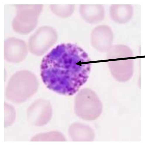 <p>What cell is the arrow pointing to?</p><p></p><p>a. Neutrophil</p><p>b. Basophil</p><p>C. Lymphocyte</p><p>D. Monocyte</p>